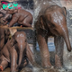 Lamz.An Elephant Never Forgets to Have Fun! Baby Elephants Splash Around at Chester Zoo