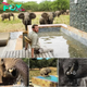 Majestic Elephants Take Over South African Lodge Pool in Unforgettable Encounter.hanh
