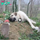 Lamz.Eternal Devotion: A Dog’s Daily Pilgrimage to His Master’s Grave Captivates Hearts Worldwide