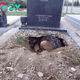 NN.In a testament to unwavering loyalty and deep sorrow, day after day, the faithful dog dog walks 3 kilometers each day to rest by the grave of its deceased owner, a touching display of enduring devotion and profound grief.