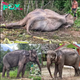 Lamz.Heartwarming Transformation: Fhandee the Rescued Elephant’s Journey to Recovery