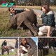 British women show their dedication by fostering orphan elephants in South Africa.sena