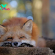 The Fascinating World of Foxes: Adaptability, Intelligence, and Survival H22
