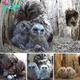 Touching Video: Mother Owl Adopts 2 Orphaned Owlets in Heartwarming Display of Compassion When Her Eggs Fail to Hatch