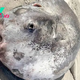 Gigantic sunfish that washed up on Oregon beach could be the largest of its species ever found
