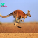 Kangaroos: Marvels of the Australian Outback and Champions of Adaptation