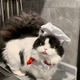 SOT.Heart-Melting Moments: Discovering the Adorable Sulking Nature of Pet Cats.SOT