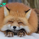 The Fascinating World of Foxes: Adaptability, Intelligence, and Survival H12