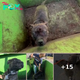 Rescuers Open Dumpster To Reveal The Sweetest Face Staring Back At Them