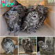 An astonishing sight! The rescued owls are thrilled as they reach their cherished sanctuary.sena