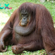 Orangutans: Guardians of the Rainforest and Symbols of Conservation