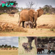 The Heartfelt Stories Behind Africa’s Declining Elephant Population.hanh