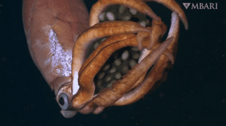 Rare video shows elusive deep-sea squid cradling her gigantic, translucent eggs