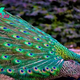 The Regal Beauty of Peacocks: A Symphony of Colors and Grace