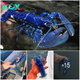 LS LS ”Stunned British Fisherman Catches Ultra-Rare Blue Lobster, Dubbed ‘One in 2 Million,’ and Immediately Releases It”