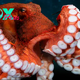 f.The octopus weighing more than 10 tons floated into the ditch, surprising many witnesses.f