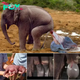 Witness the Miracle: Baby Elephant Born at Bali’s Mason Elephant Park.hanh