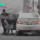 SN **Heartbreaking: Pregnant Dog Chases Car for Over 20km on Highway, Desperately Seeking Help and a Loving Home** SN