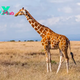 The Majestic Giraffe: Nature’s Tallest Marvel