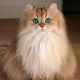 The Enigmatic Longhair Cats: Elegance and Personality Combined H19