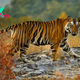 Tiger Habitats: The Diverse Environments Where Tigers Roam