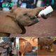 Rescued and Rejuvenated: Orphaned Elephants Thrive Through Play and Love at Kenyan Sanctuary.hanh