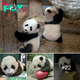 Heartwarming Baby Panda Moments Guaranteed to Warm Your Soul
