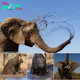 Playful Baby Elephants Enjoy Mud Baths in the African Savanna.hanh