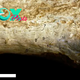 B83.Watch the video: Ancient cannibalism evidence dating back 1.45 million years found among humanity’s earliest relatives.