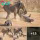 Mother Hippo Bravely Defends Calf from Charging Elephant