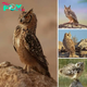 Discover the mysterious beauty of the Pharaoh eagle owl in the Dubai desert