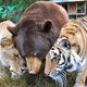 dung..Heartwarming Moment: Bear, Lion, and Tiger Dine Together, Highlighting Unique Inter-Species Connection..D