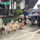 LS ”Volunteers Touch Hearts by Offering Free Meals to Homeless Dogs, Garnering Praise from Numerous Admirers.”