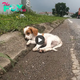 NN.A puppy, worn down by the harsh realities of street life and yearning for a loving home, urgently requires a compassionate owner who can provide the care and nurturing it desperately craves to thrive and flourish.