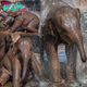 An elephant never forgets to have fun! Baby elephants pictured splashing around together at Chester Zoo