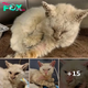 Foster Mom Gasps When Rescued Cat Is Finally Able To Open His Eyes