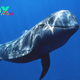 Whales: Majestic Giants of the Ocean H13
