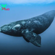 The Majestic Giants of the Ocean: Understanding and Protecting Whales H19