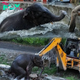 Touching Rescue: Baby Elephant Freed from Army Reservoir Tank in West Bengal