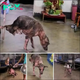 Inspirational journey: Strong fighting dog refuses wheelchair, chooses adventure with his legs first.hanh