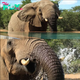 Lamz.Majestic Elephants Take Over South African Lodge Pool in a Truly Unforgettable Encounter