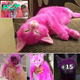 Cat dyed pink by owner dies ‘after ingesting toxic substance on its fur’