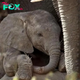 Lamz.Magical Moment: Baby Elephant Born at Mason Elephant Park in Bali