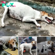 Lamz.Paralyzed Puppy Walks Over 10 km Seeking Help, Inspiring Tears and Compassion Worldwide