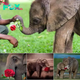 Elephants’ Heartwarming Gesture: A Rose of Gratitude for Their Caregivers.hanh