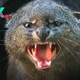 Jaguarundi: The little wildcat that looks like an otter and has 13 ways of 'talking'