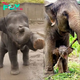 Baby Elephants: Nature’s Adorable Wonders