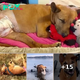 Three Legged Dog Was Used As Bait Dog & Then Dumped, They Wept When They Found Her