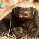 Honey Badger: The Fearless Warrior of the Animal Kingdom