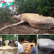 nht.A 10-Ton Whale Was Found in the Amazon Rainforest and Scientists Are Baffled
